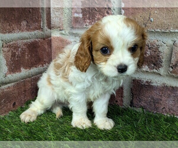 Medium Photo #12 Cavalier King Charles Spaniel Puppy For Sale in MOBERLY, MO, USA
