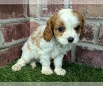 Small #11 Cavalier King Charles Spaniel