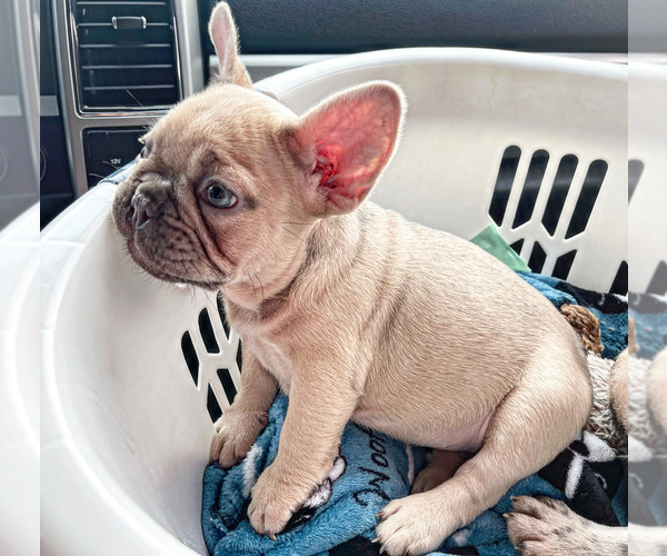 Medium Photo #1 French Bulldog Puppy For Sale in MANTECA, CA, USA