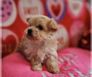 Maltipoo Puppy for sale in BYRON, GA, USA