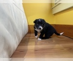 Small Photo #10 Border Collie Puppy For Sale in KANSAS CITY, MO, USA