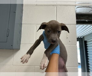 Mutt Dogs for adoption in San Bernardino, CA, USA