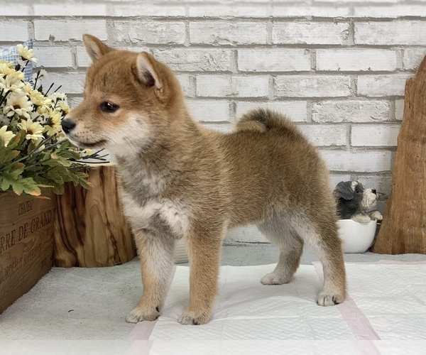 Medium Photo #6 Shiba Inu Puppy For Sale in S LAKE TAHOE, CA, USA