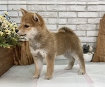 Small Photo #6 Shiba Inu Puppy For Sale in S LAKE TAHOE, CA, USA