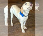 Small #2 Labrador Retriever Mix