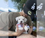 Small #1 Mutt