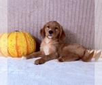 Draco - Male Golden Retriever Puppy for Sale - Photo #2