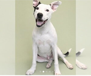 American Staffordshire Terrier-Unknown Mix Dogs for adoption in Oakhurst, NJ, USA