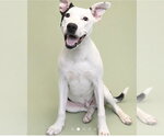 Small American Staffordshire Terrier Mix