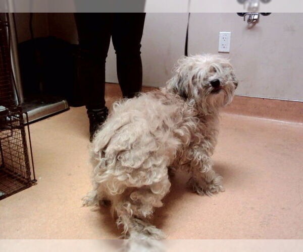 Medium Photo #1 Mutt Puppy For Sale in Martinez, CA, USA