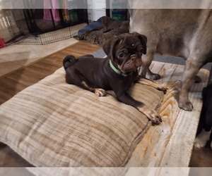 Pug Puppy for sale in SPRING HILL, FL, USA