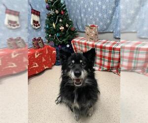 Siberian Husky Dogs for adoption in Fairbanks, AK, USA