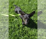 Small #2 Chiweenie
