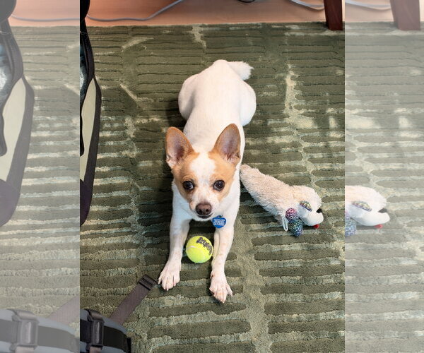 Medium Photo #18 Jack Chi Puppy For Sale in San Francisco, CA, USA