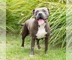 Small Photo #2 Mutt Puppy For Sale in Camarillo, CA, USA