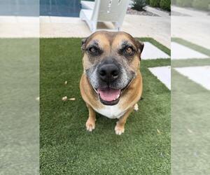 *POTATO - Female Mutt Dog for Adoption - Photo #5