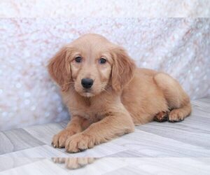 Golden Retriever Puppy for sale in MARIETTA, GA, USA