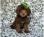 Small #3 Cavapoo (Miniature)