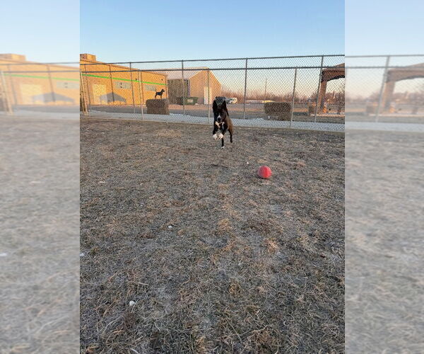 Medium Photo #6 Siberian Husky-Unknown Mix Puppy For Sale in Pierceton , IN, USA