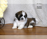 Small Photo #17 Shih Tzu Puppy For Sale in CLARE, MI, USA