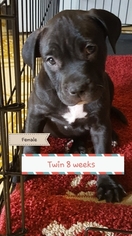 American Pit Bull Terrier Puppy for sale in COAL TOWNSHIP, PA, USA