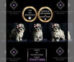 Small #1 Poodle (Miniature)
