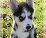 Small Photo #4 Siberian Husky Puppy For Sale in PROVIDENCE FORGE, VA, USA