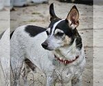 Small Photo #9 Rat Terrier Puppy For Sale in Atlanta, GA, USA