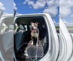 Small #7 American Pit Bull Terrier