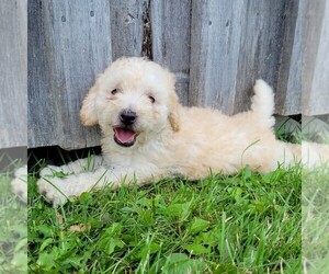 Goldendoodle-Poodle (Miniature) Mix Puppy for sale in CANAJOHARIE, NY, USA