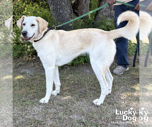 Medium Photo #4 Labrador Retriever-Unknown Mix Puppy For Sale in Washington, DC, USA