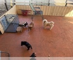Small Photo #8 Schweenie Puppy For Sale in DOTHAN, AL, USA