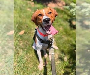 Mutt Dogs for adoption in Waterford, VA, USA
