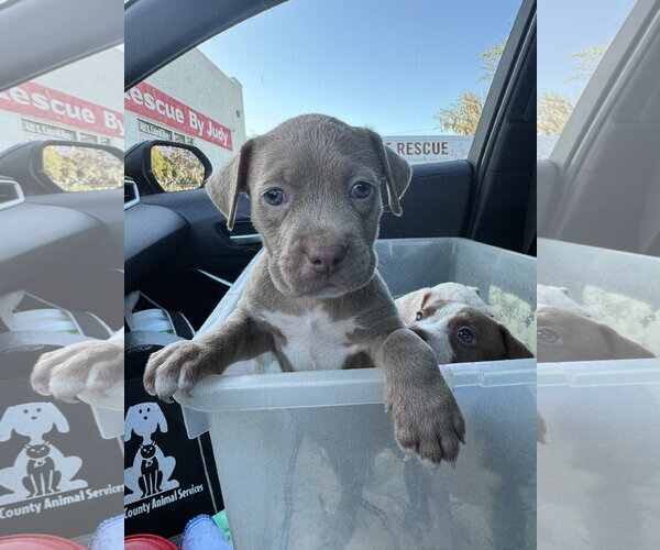 Medium Photo #2 Mutt Puppy For Sale in Sanford, FL, USA