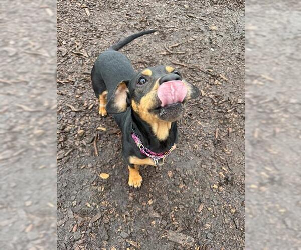 Medium Photo #2 Dachshund Puppy For Sale in Waterford, VA, USA