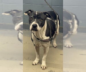 American Pit Bull Terrier Dogs for adoption in Tallahassee, FL, USA