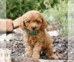 Small #1 Cavapoo (Miniature)