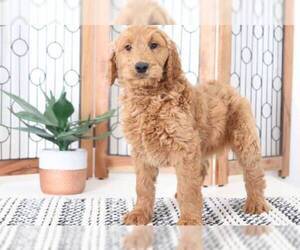 Goldendoodle Puppy for sale in NAPLES, FL, USA