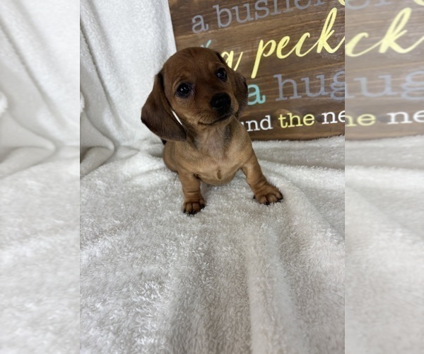 Medium Photo #6 Dachshund Puppy For Sale in GREENFIELD, IN, USA