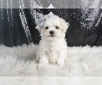 Puppy Sasha AKC Maltese