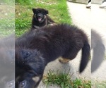 Small Photo #4 German Shepherd Dog Puppy For Sale in HENRYETTA, OK, USA