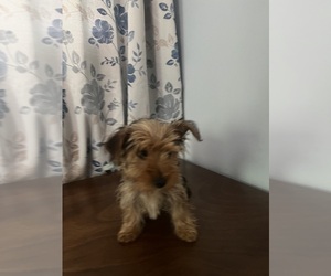 Yorkshire Terrier Puppy for sale in DURHAM, CT, USA