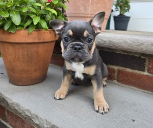 French Bulldog Puppy for sale in SUMMIT, NJ, USA