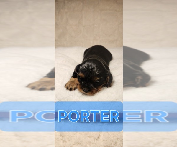 Medium Photo #2 Cavalier King Charles Spaniel Puppy For Sale in WAUKON, IA, USA