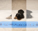 Small #1 Cavalier King Charles Spaniel