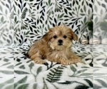 Small #1 Shorkie Tzu
