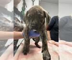 Small Labrador Retriever Mix