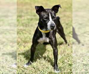 Enzo - Male Mutt Dog for Adoption - Photo #7