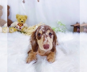 Dachshund Puppy for sale in ASTORIA, NY, USA