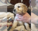 Small Photo #7 Golden Retriever Puppy For Sale in DICKINSON, TX, USA